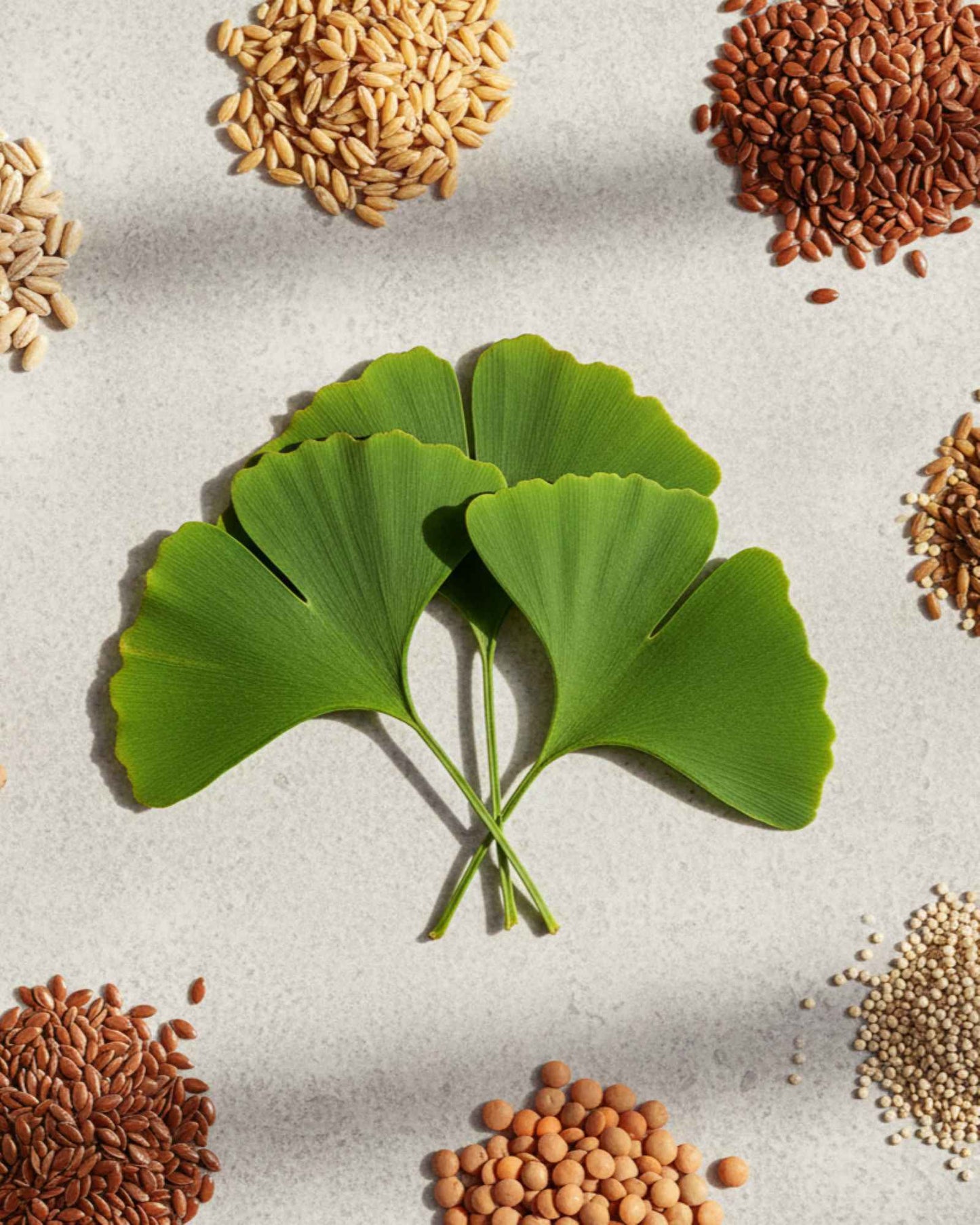Ginkgo Biloba B+ — Focus & Mental Clarity Support
